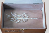 Blattgerippe im Geh&auml;use